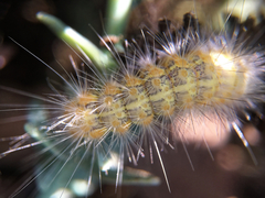 Estigmene acrea
