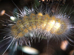 Estigmene acrea