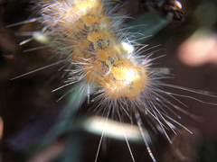 Estigmene acrea