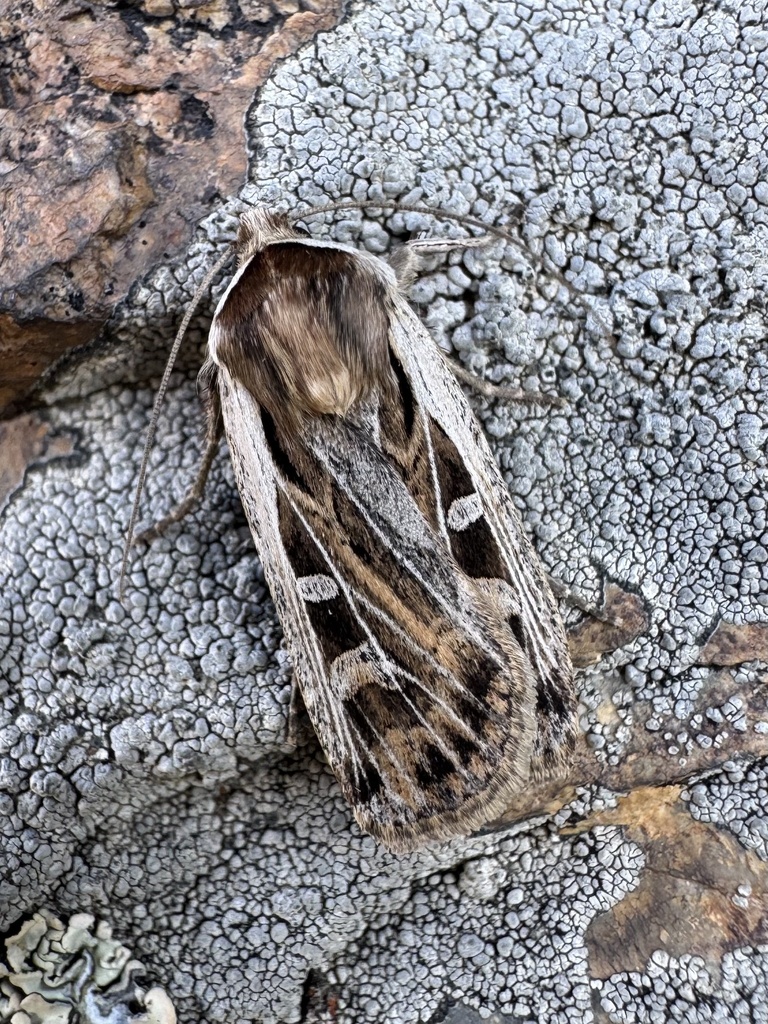 Ledereragrotis