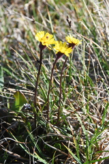 Tephroseris integrifolia atropurpurea