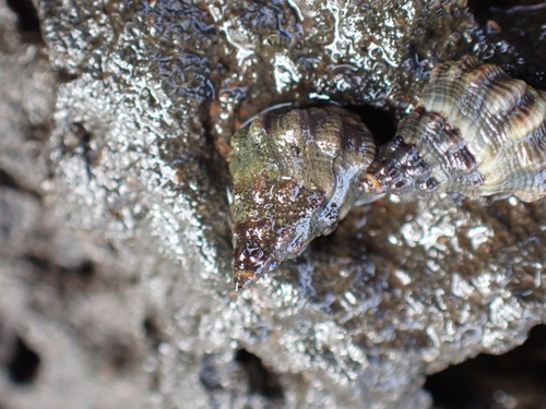 Echinolittorina pascua observed 2025-08-02