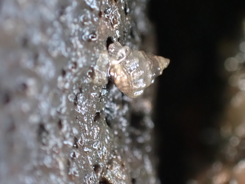 Echinolittorina pascua observed 2025-08-02