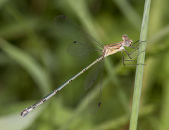 Lestes forficula