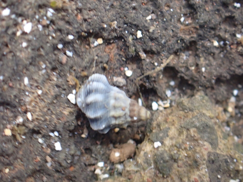 Echinolittorina pascua observed 2025-08-02