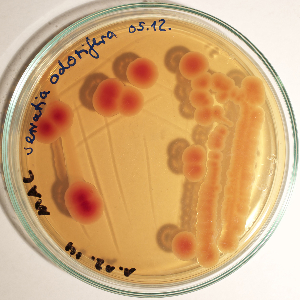 Serratia odorifera