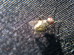 Diptera