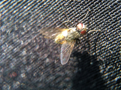 Diptera