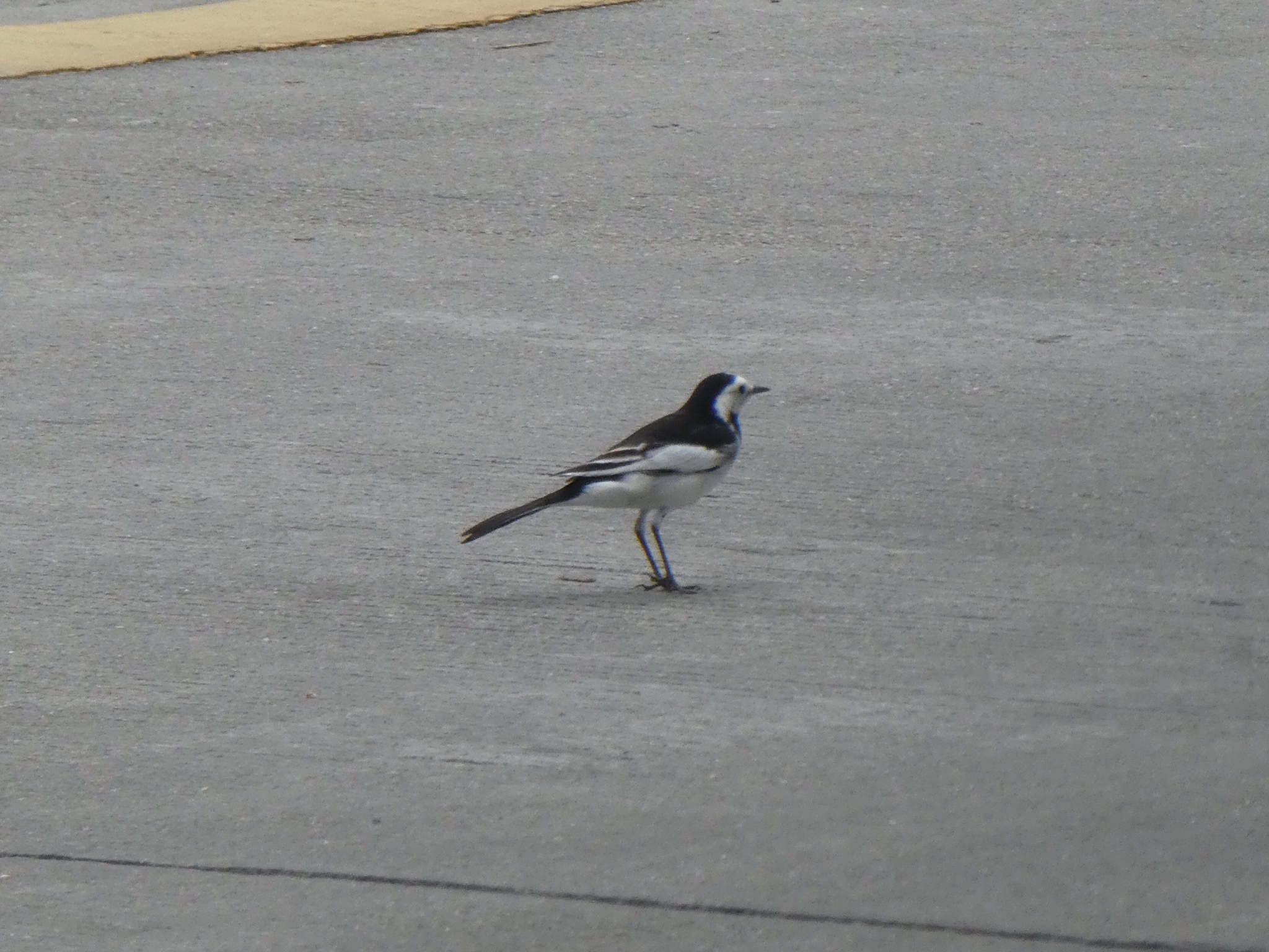 White Wagtail
