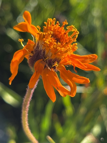 showy raillardella (Raillardella pringlei)