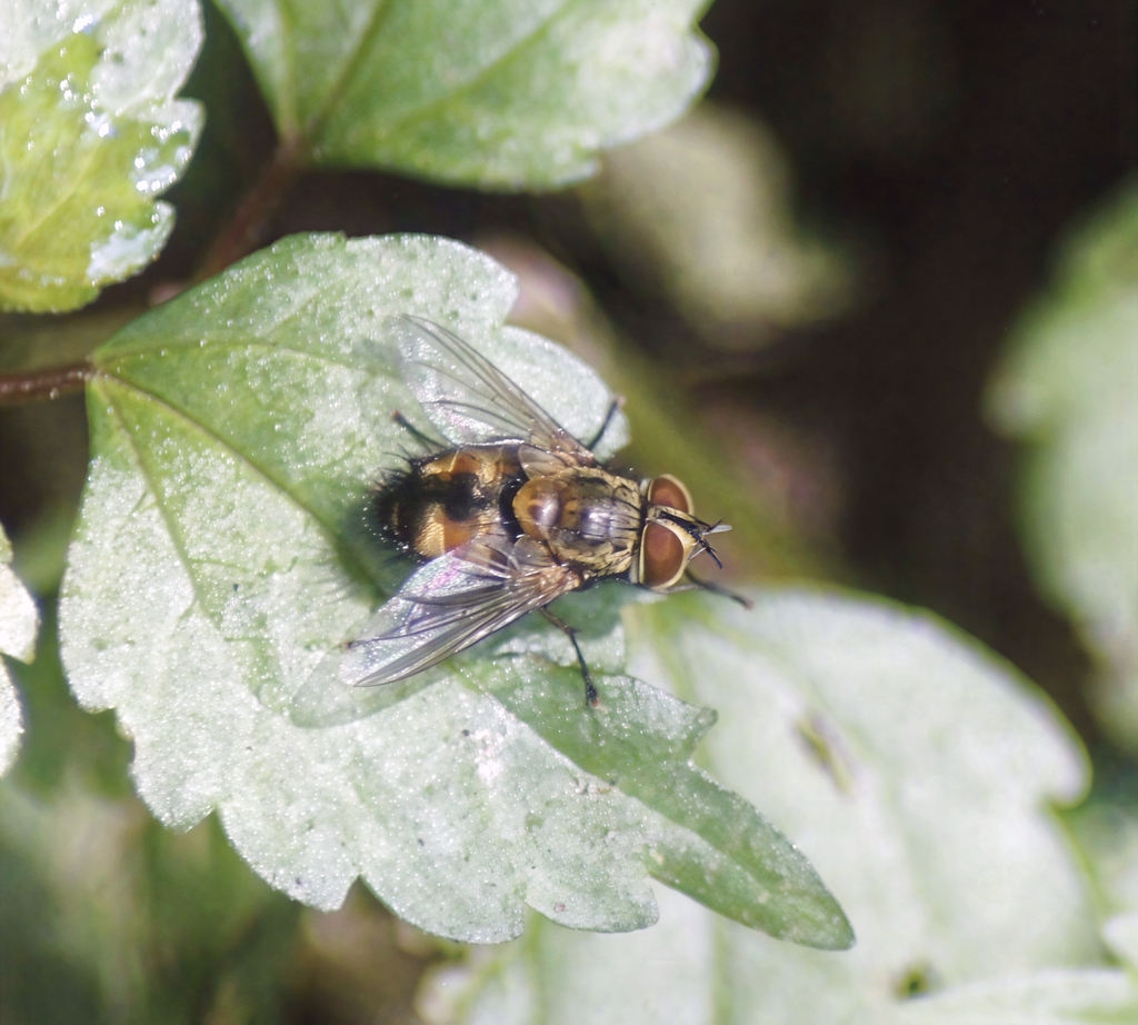 Carcelia flavimaculata