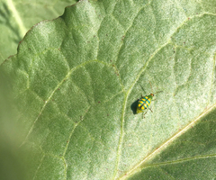 Diabrotica balteata
