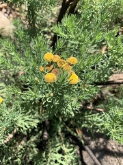 Phymaspermum athanasioides