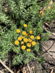 Phymaspermum athanasioides