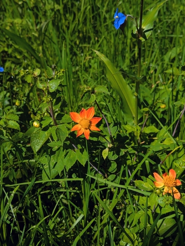 Red dahlia (Dahlia coccinea)