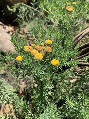 Phymaspermum athanasioides