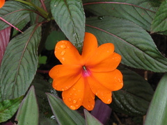 Impatiens hawkeri