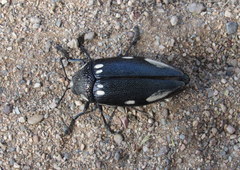 Sternocera orissa orissa