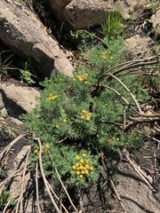 Phymaspermum athanasioides