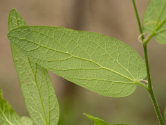 Celtis lindheimeri, photograph (c) Turner Brockman, some rights reserved (CC BY-SA)