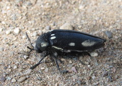 Sternocera orissa orissa