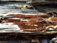 Serpulaceae