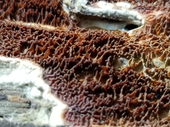 Serpulaceae