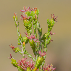 Passerina montana
