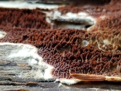 Serpulaceae
