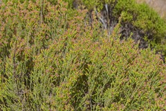 Passerina montana