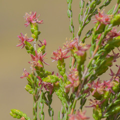 Passerina montana