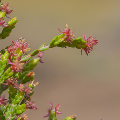 Passerina montana