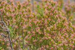 Passerina montana