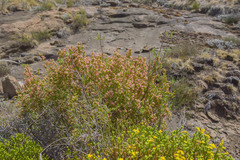 Passerina montana