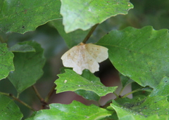 Metarranthis indeclinata