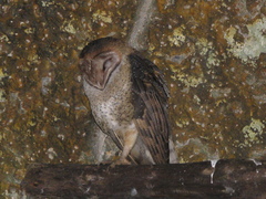 Tyto alba punctatissima