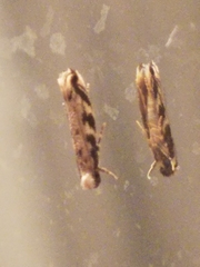 Erechthias zebrina