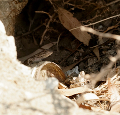Sceloporus occidentalis