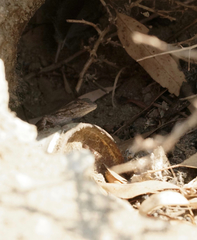 Sceloporus occidentalis