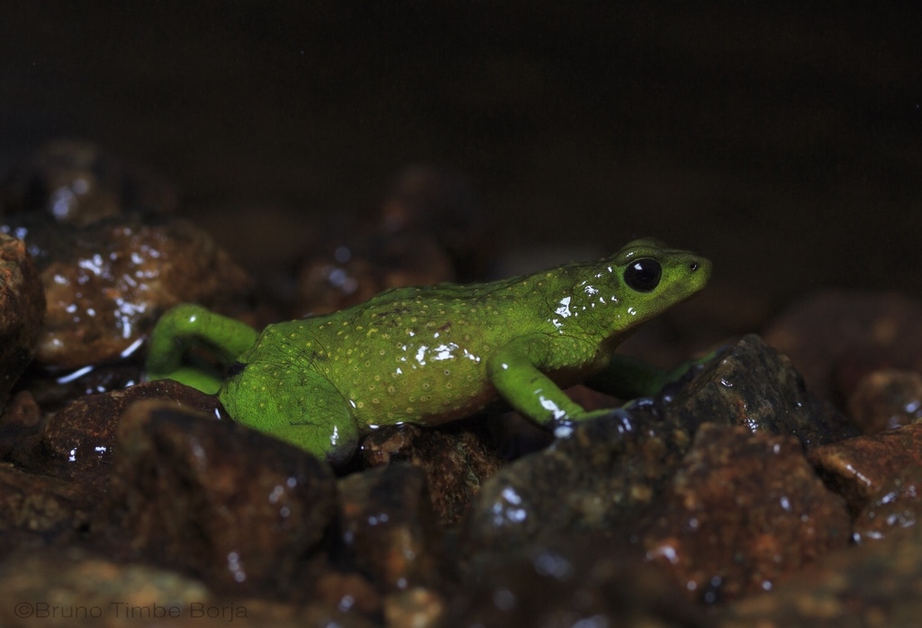 Cajas Stubfoot Toad