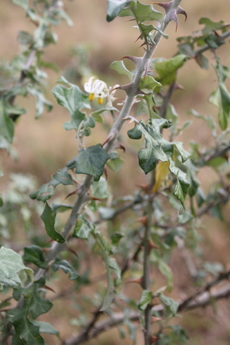 Solanum aculeastrum, photograph 3