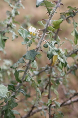 Solanum aculeastrum, photograph author not stated, no rights reserved