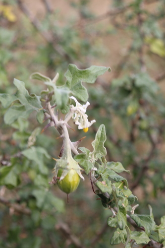 Solanum aculeastrum, photograph 1