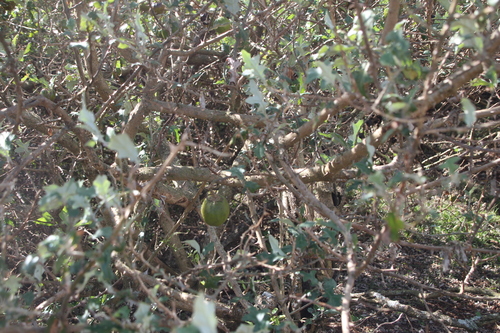 Solanum aculeastrum, photograph 2