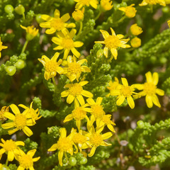 Euryops candollei