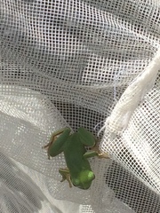 Hyla sarda