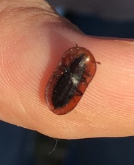 Cossyphus hoffmannseggi