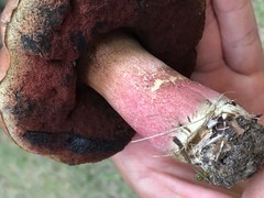 Boletus carminiporus