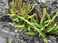 Asplenium trichomanes