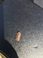 Cossyphus hoffmannseggi